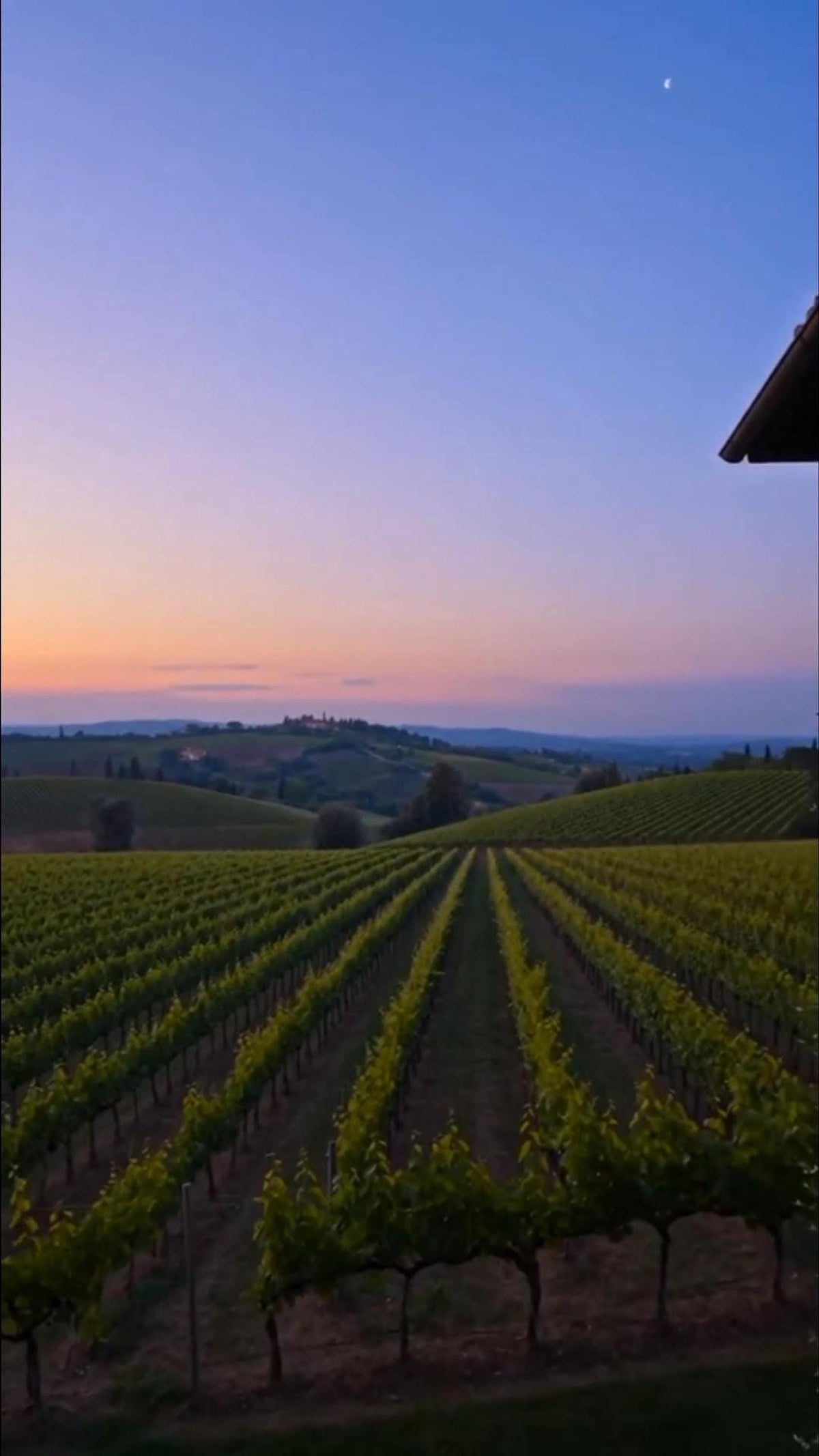 A vineyard with rows of green grapevines extends into the distance under a twilight sky with a sliver of moon visible.